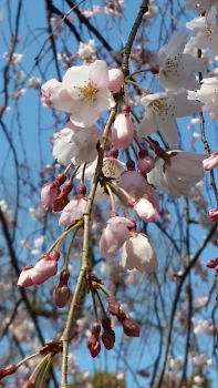 20170403_110524 (197x350)