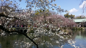 20170403_111010 (350x197)