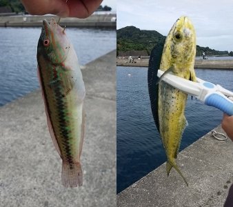 20170728_082326 (225x400) (169x300)