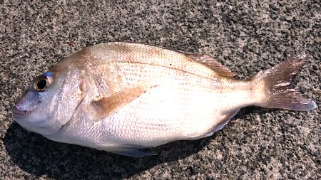 20170905_082538 (450x253)