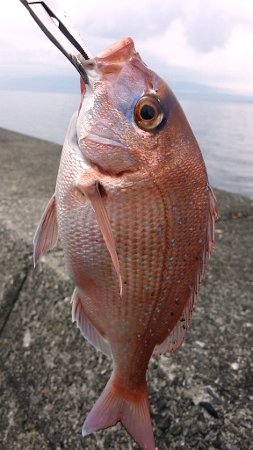 20170927_071723 (253x450)