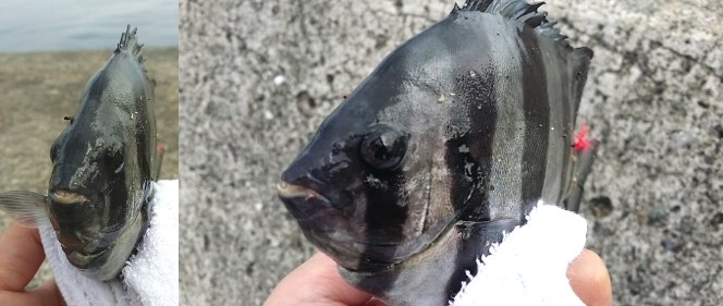 20171011_202737 (293x500)