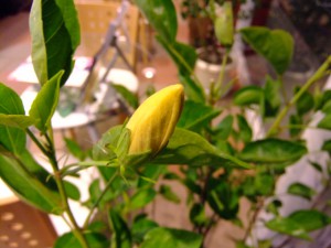 DSCF0310