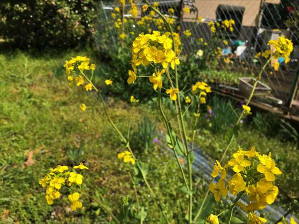 写真 2019-03-31 13 54 27_R