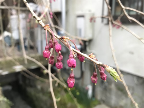 写真 2020-03-23 7 39 03_R
